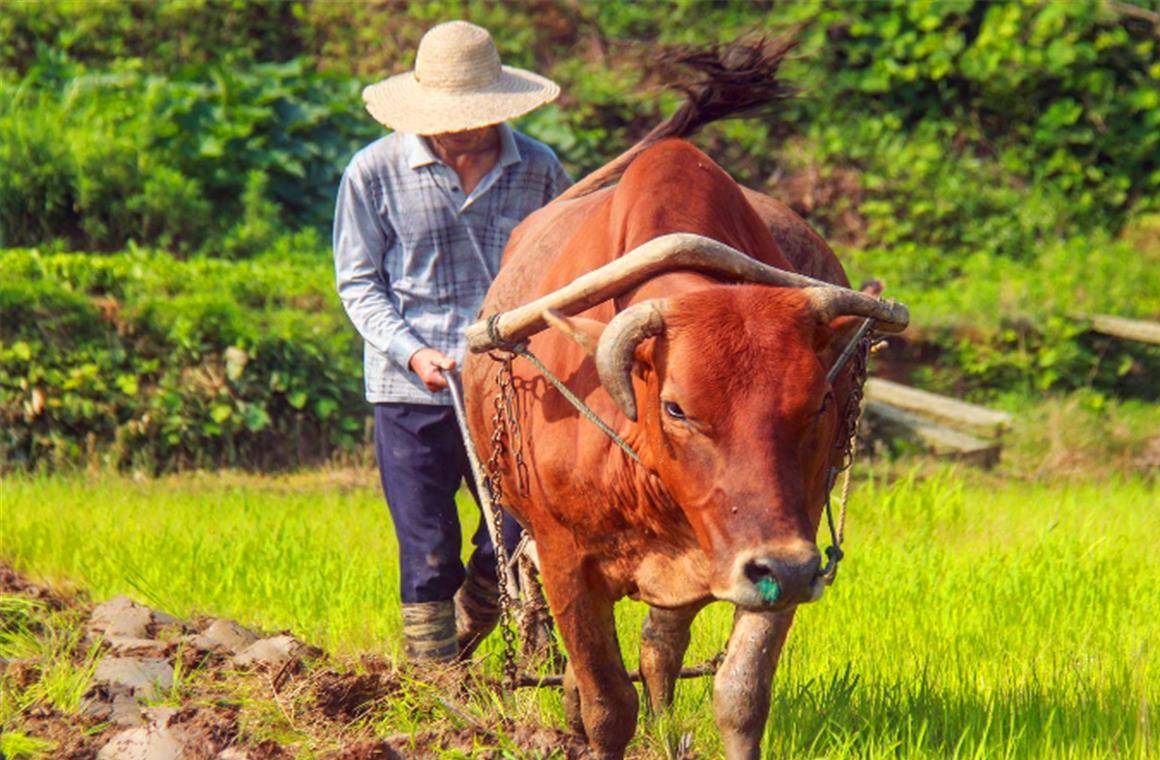 红花烂漫报春美 老牛耕地为农家 打一生肖|精选解释解析落实