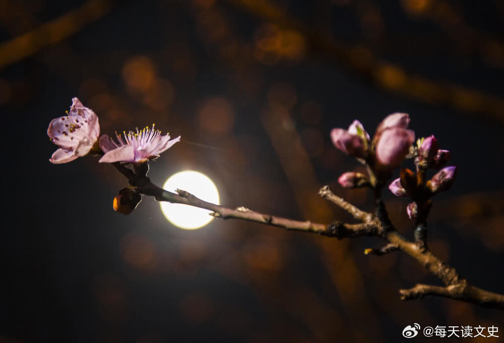 柳暗花明，神駿宜追，月圆花好春有青。打一肖|精选解释解析落实