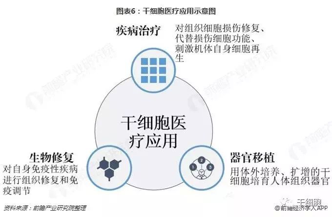 干细胞治疗最新研究进展